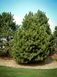 Сосна Чёрная (Pinus Nigra) купить по цене от 270.00р. в интернет-магазине «Посадика» с доставкой почтой в в Любиме и по всей России – [изображение №1].