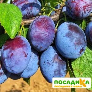 Слива Чачакская ранняя купить по цене от 229.00р. в интернет-магазине «Посадика» с доставкой почтой в в Любиме и по всей России – [изображение №1].