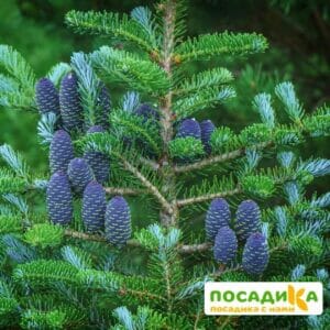 Пихта корейская (Abies koreana) купить по цене от 450.00р. в интернет-магазине «Посадика» с доставкой почтой в в Любиме и по всей России – [изображение №1].