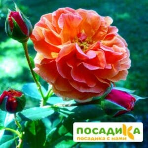 Роза Арабия купить по цене от 350.00р. в интернет-магазине «Посадика» с доставкой почтой в в Любиме и по всей России – [изображение №1].