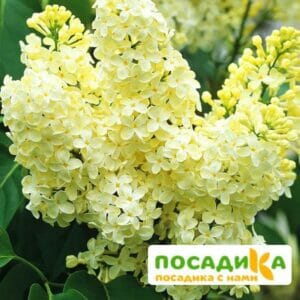 Сирень Примроуз (Primrose) купить по цене от 529.00р. в интернет-магазине «Посадика» с доставкой почтой в в Любиме и по всей России – [изображение №1].