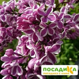 Сирень Сенсация купить по цене от 529.00р. в интернет-магазине «Посадика» с доставкой почтой в в Любиме и по всей России – [изображение №1].