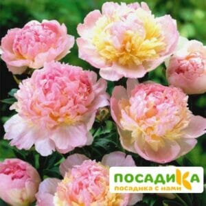 Пион Распберри Сандей (Paeonia Raspberry Sundae) купить по цене от 959р. в интернет-магазине «Посадика» с доставкой почтой в в Любиме и по всей России – [изображение №1].