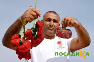Клубника Гигант Джорнея купить по цене от 266р. в интернет-магазине «Посадика» с доставкой почтой в в Любиме и по всей России – [изображение №1].