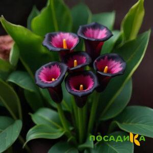 Калла Аура Лейс купить по цене от 400р. в интернет-магазине «Посадика» с доставкой почтой в в Любиме и по всей России – [изображение №1].