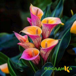 Калла Оникс купить по цене от 450р. в интернет-магазине «Посадика» с доставкой почтой в в Любиме и по всей России – [изображение №1].