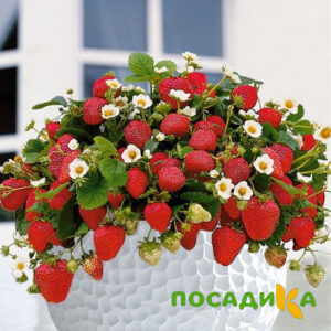 Клубника Рубиновый Шепот (горшечная) купить по цене от 240р. в интернет-магазине «Посадика» с доставкой почтой в в Любиме и по всей России – [изображение №1].