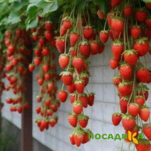 Клубника вьющаяся Комплимент купить по цене от 470р. в интернет-магазине «Посадика» с доставкой почтой в в Любиме и по всей России – [изображение №1].