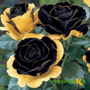 Роза Ханни Сикл купить по цене от 700р. в интернет-магазине «Посадика» с доставкой почтой в в Любиме и по всей России – [изображение №1].