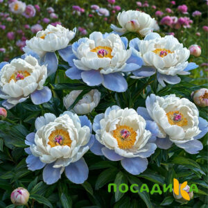 Пион акварельный Этюд купить по цене от 806р. в интернет-магазине «Посадика» с доставкой почтой в в Любиме и по всей России – [изображение №1].