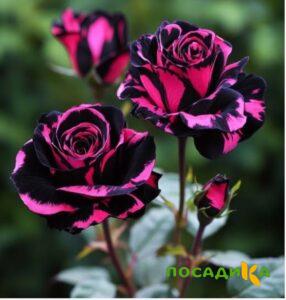 Роза Багровый Шепот купить по цене от 366р. в интернет-магазине «Посадика» с доставкой почтой в в Любиме и по всей России – [изображение №1].