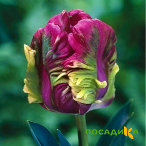Тюльпан Экзотик Хэвен купить по цене от 186р. в интернет-магазине «Посадика» с доставкой почтой в в Любиме и по всей России – [изображение №1].