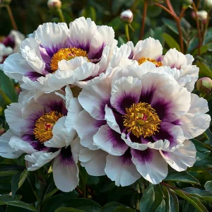 Пион Эко Саммер купить по цене от 548р. в интернет-магазине «Посадика» с доставкой почтой в в Любиме и по всей России – [изображение №1].